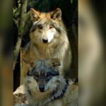 Colombianos integrantes de comando armado continúan tras las rejas