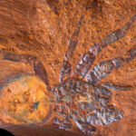 Gloria Trevi responde ante presunta defraudación fiscal en México